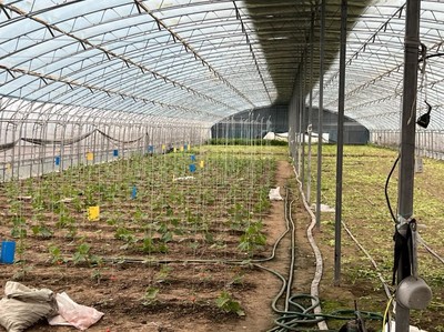 推動特菜輕簡化綠色高效種植技術“落地生根”——熊愛生教授指導宿遷特色蔬菜與芹菜種質(zhì)資源建設